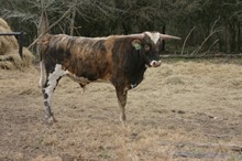 ROYAL T X MONACO FEISTY TOP bull - Tag 031