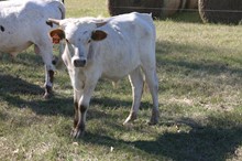 RJF OK Pat X CV Cowboy Casanova - B- Calf - 919