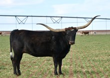 GLR ARCHER ALEXANDRA