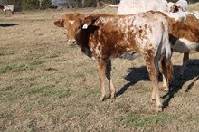 Silver Ester's Daughter