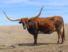 GLR CORONADO'S 911 GAL