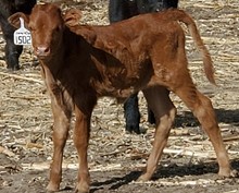LL Lil Red Pistol