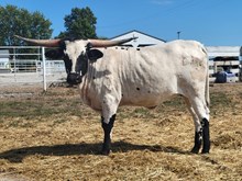 23LF Rural Royalty