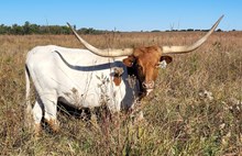 DH ROWDY'S SURE THING