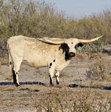 GLR SADDLE MERMAID GAL