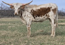 SILVER COMET X KDK WILDFIRE 24