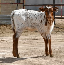 CND x miss marvel 980