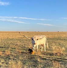 Rural Safari Son x Tibbs Smile 2022 bull