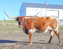 HR PACIFIC HOT STUFF