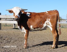 24LF Warlock's Diamond