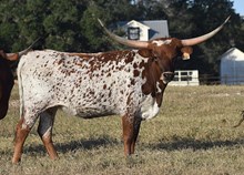 RJF GLAMOROUS DIVA 332