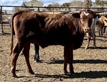 JH RURALLY SCREWED x Winning Caliber 2022 bull