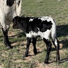 JH Rurally Screwed x Smokin Beast 2023 bull