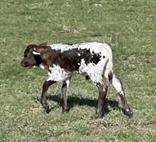 JH RURALLY SCREWED x Fifth Harmony 2023 bull