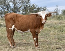 KDK ROYAL'S KANGA