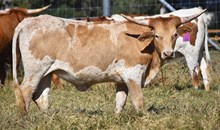 WT KID ROCK X RJF ALWAYS AWESOME (H) TAG 434