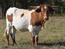 WT KID ROCK X RJF CHA-CHING MY BELL (H) TAG 442