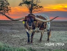 CUT'N FLAIR 🇺🇸