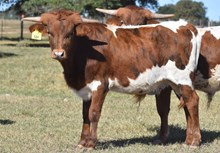 PCC MIDAS TOUCH X ROSE BLOSSUM (B) TAG 509