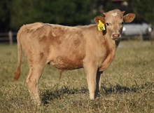 MISS ROMANTIC CDC X PCC MIDAS TOUCH (B) TAG 521