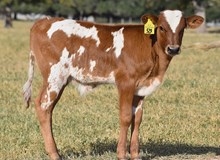 RJF CHA-CHING MY BELL 102 X REBEL HR (B) TAG 529