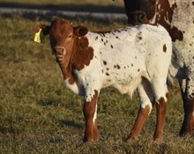 RJF ASTONISHING 132 X WT KID ROCK (B) TAG 531