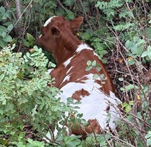 RJF HAVE MERCY 124 X WT KID ROCK TAG 535