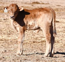 CND X Contested Point bull calf