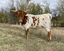 LONE STAR STORMY