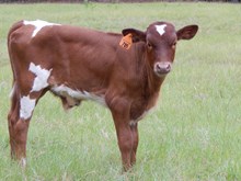 Steel Whiskey Bull Calf #705