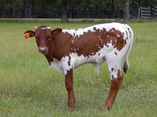 Plum Samson Bull calf #707