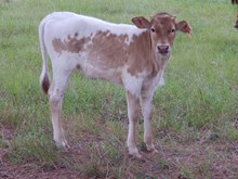 Rio Red Head heifer Calf #709