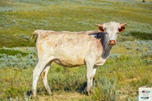 Honeysuckle heifer