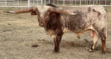 PCC Cactus Jack