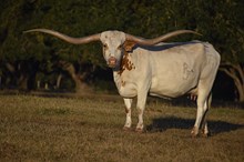 RJF Cha-Ching Classic -  Tag 936