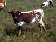 CALF 988 BULL