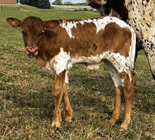 Bourbon Beauty Steer