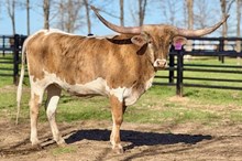 Hubbells Crown Apollo 7