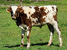 Abigail's 2022 Bull Calf