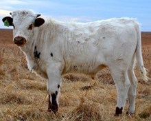 ALLEN'S 290 X MONACO CHEX BULL CALF