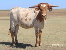 3P AMARILLO DRAG 