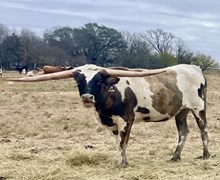 Blue Moon's Autumn JH