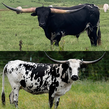 🔵🦆Dark Dust x Sally Spoke