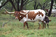 Brazos Brilliance 61/21