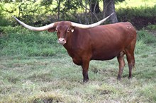 Brazos Daile 105/21
