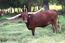 Brazos Fara 974