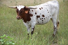 Brazos Foxy Jana 37/24