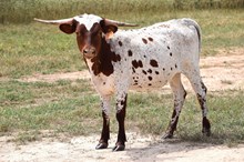 Brazos Foxy Jana 37/24