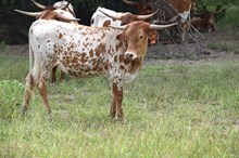 Brazos Foxy Juliet 61/24