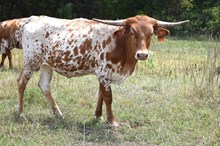Brazos Foxy Juliet 61/24